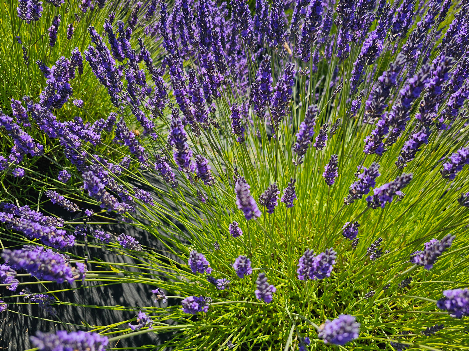 San Juan Island Lavender
