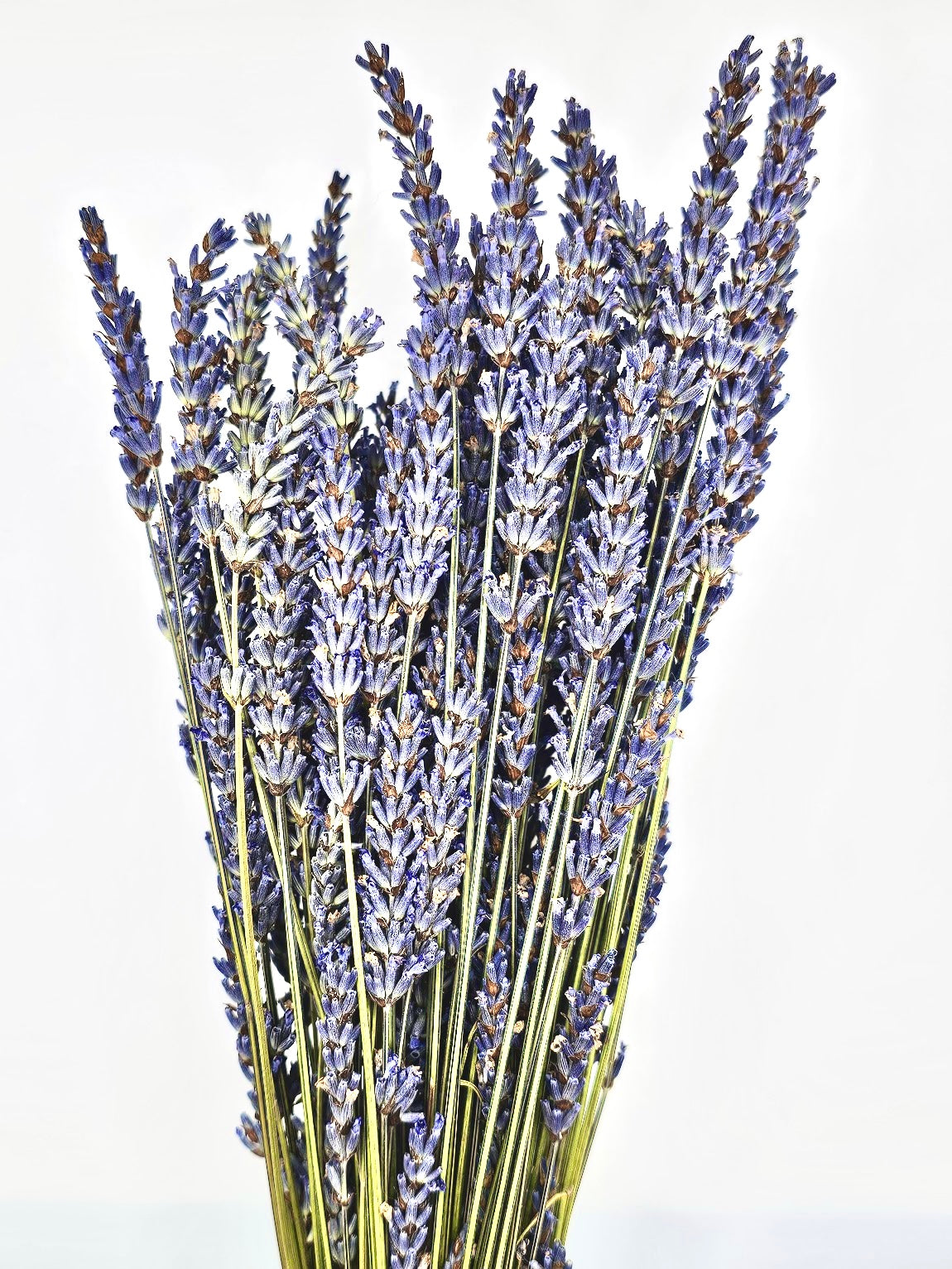 A bundle of dried lavender stalks with vibrant purple flowers, arranged against a white background.