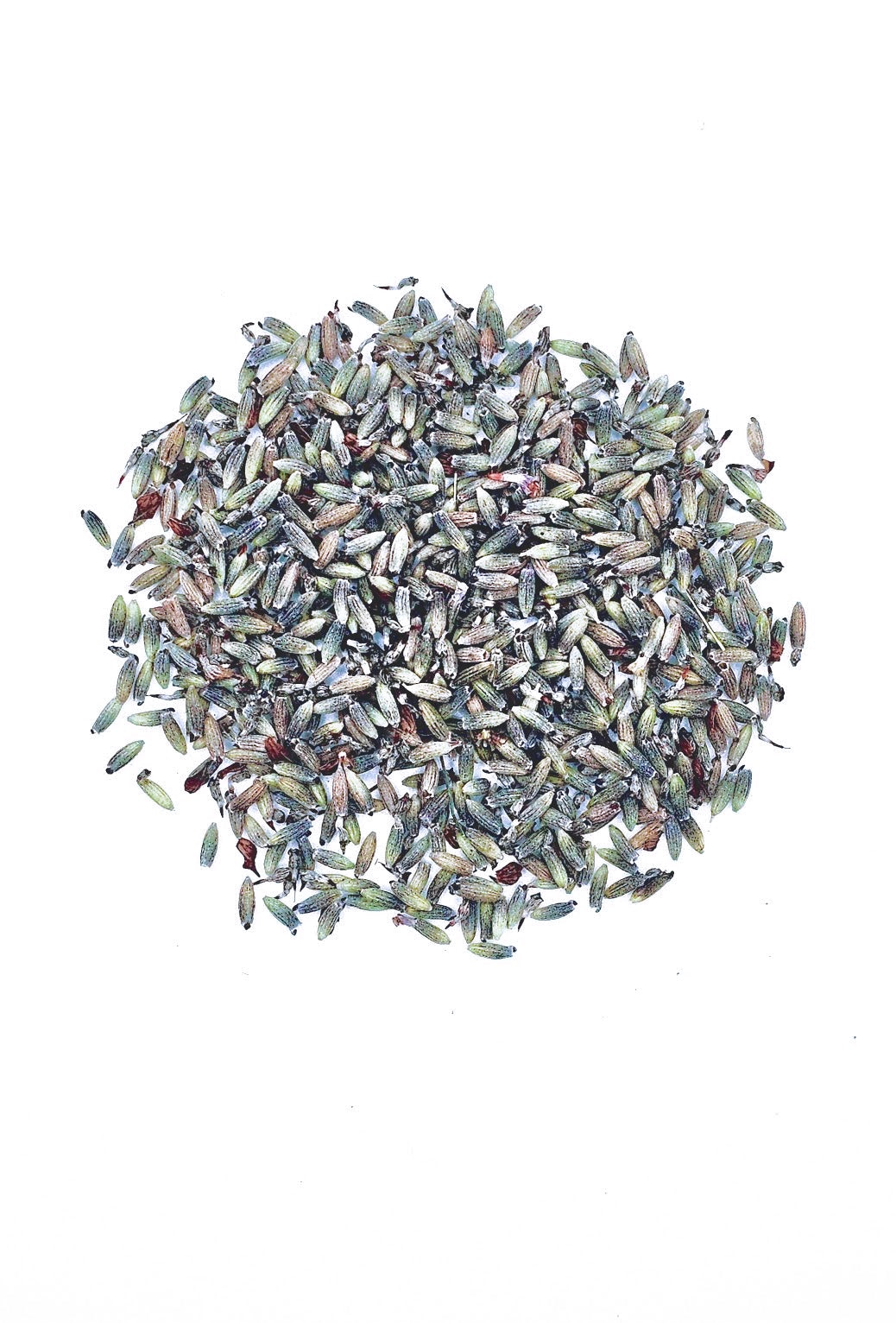 Bulk Lavender