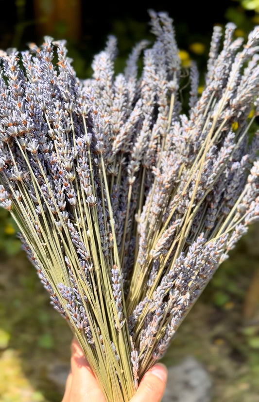 Bouquet of dried lavender held by a hand against a blurred natural background