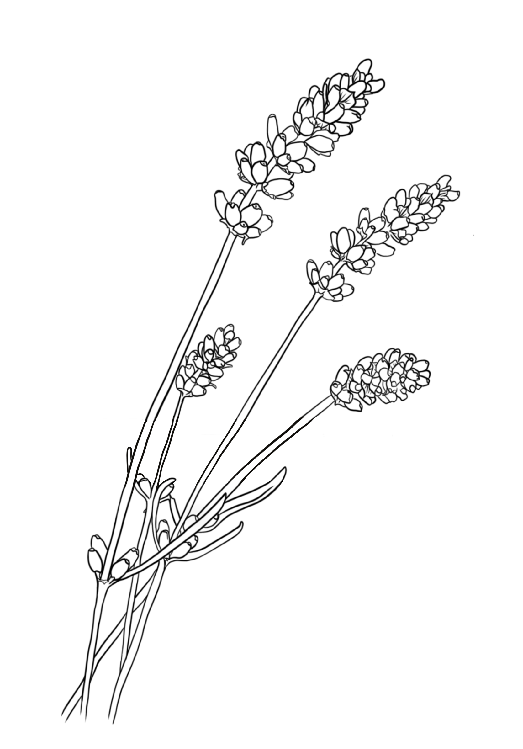 Line drawing of a lavender plant on a white background