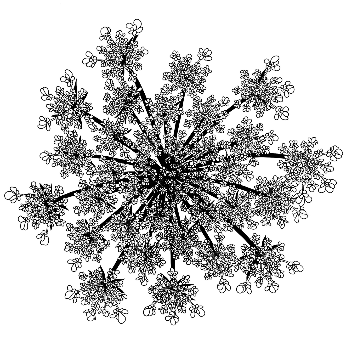 Black snowflake like flower of queen anne's lace pattern on a white background