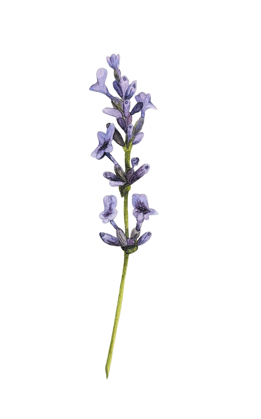Single stem of lavender with purple flowers on a white background