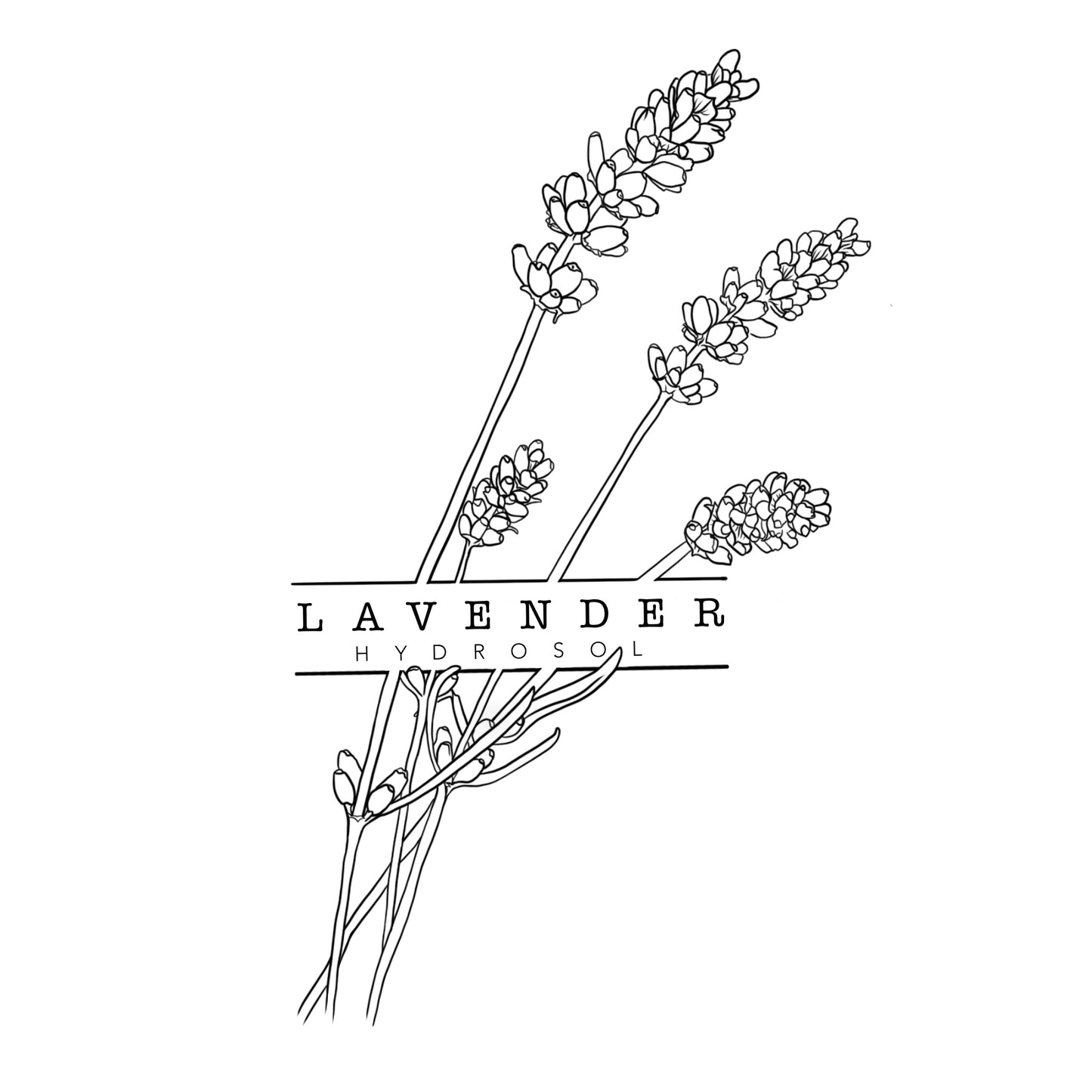 Lavender | Hydrosol