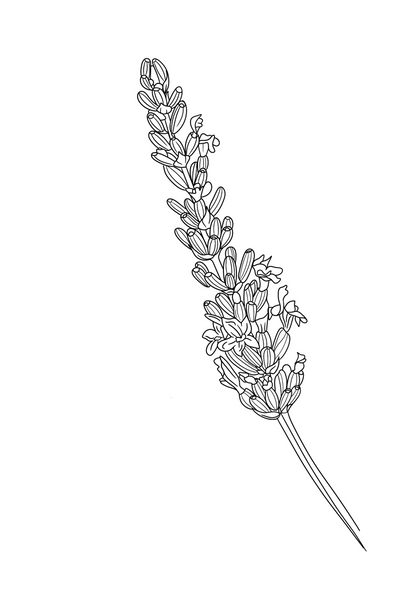 Black and white line drawing of a lavender plant on a white background