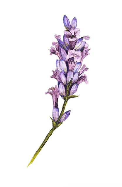Illustration of a branch with purple flowers on a white background