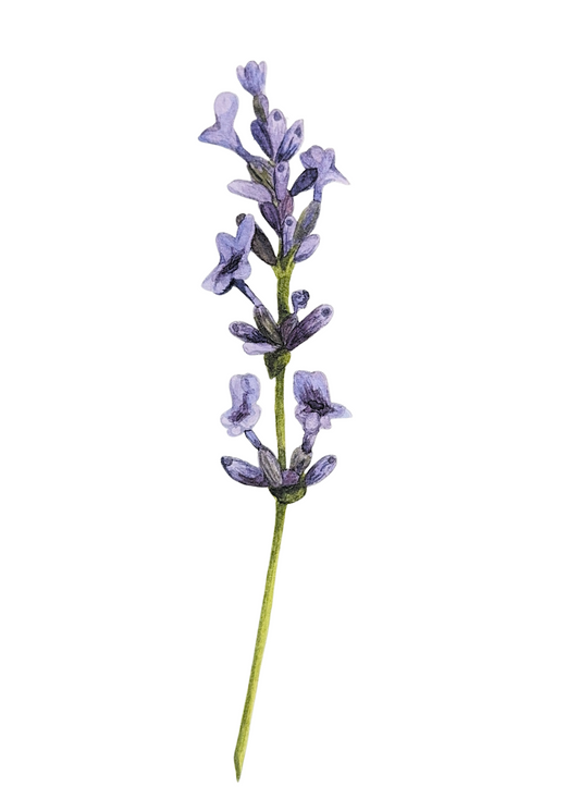 Single stem of lavender with purple flowers on a white background