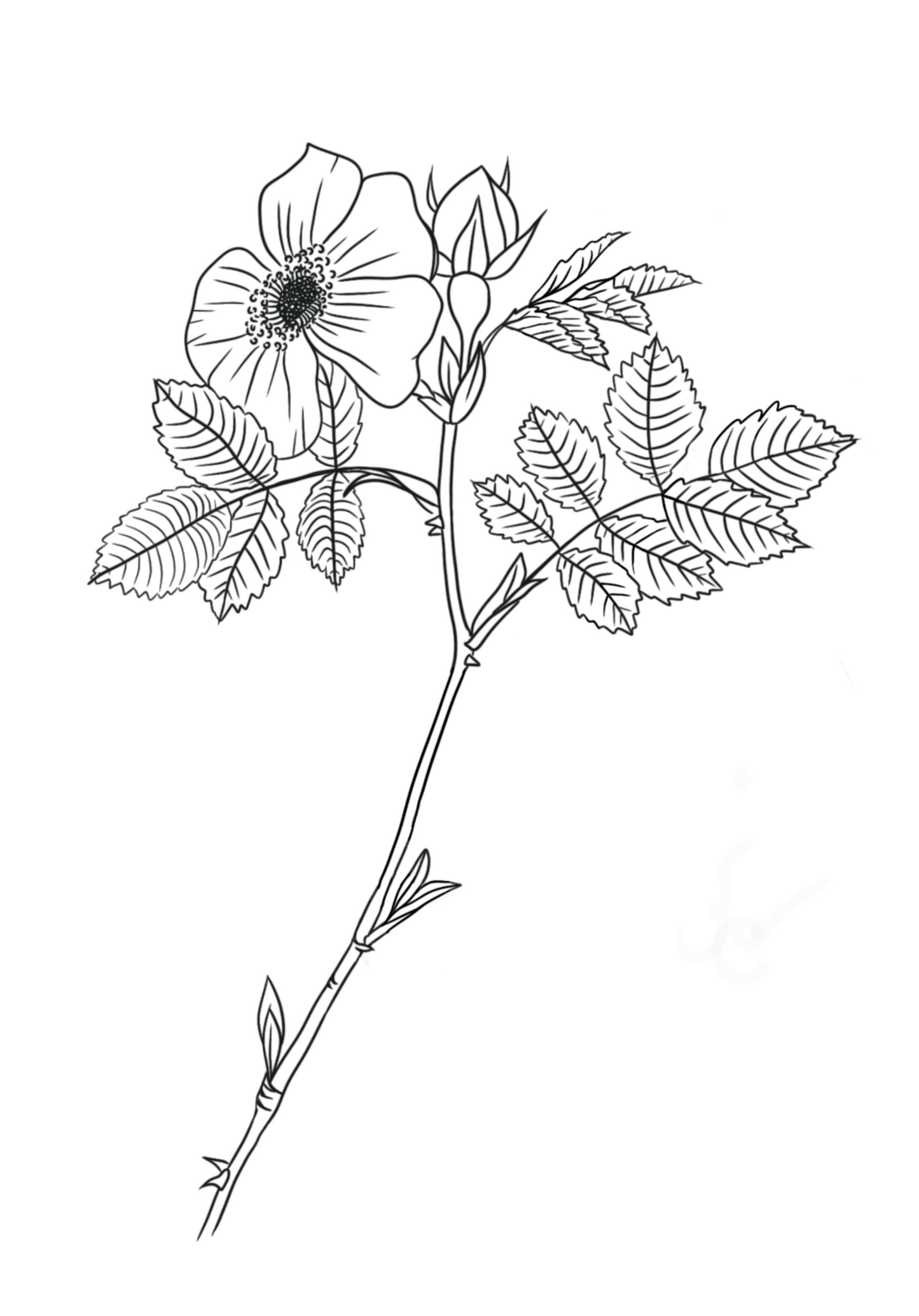 Line drawing of a flower and leaves on a white background