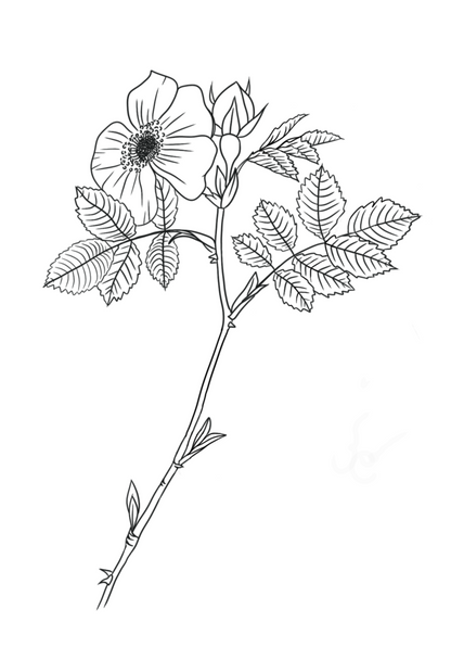 Line drawing of a flower and leaves on a white background
